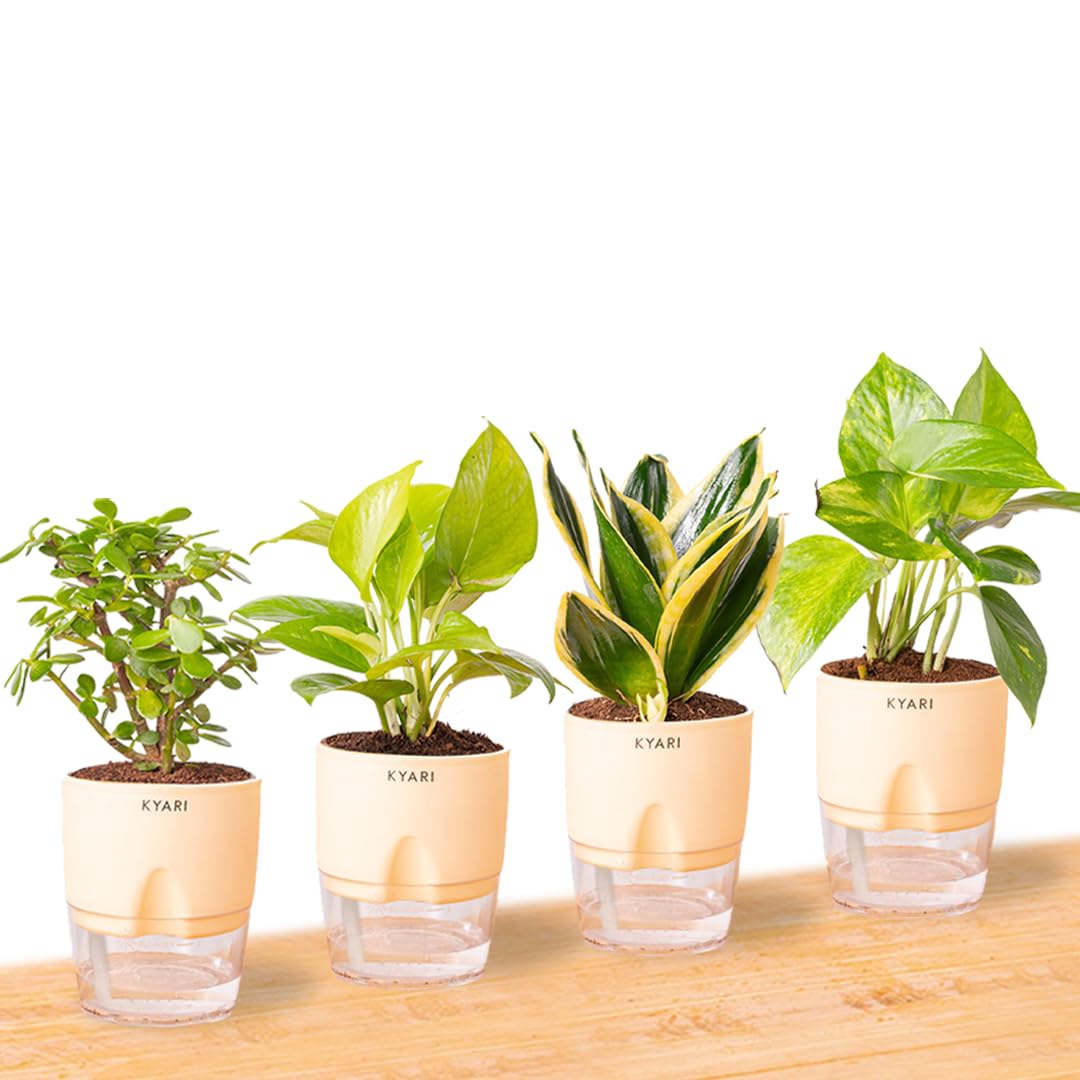 Money Plant Combo