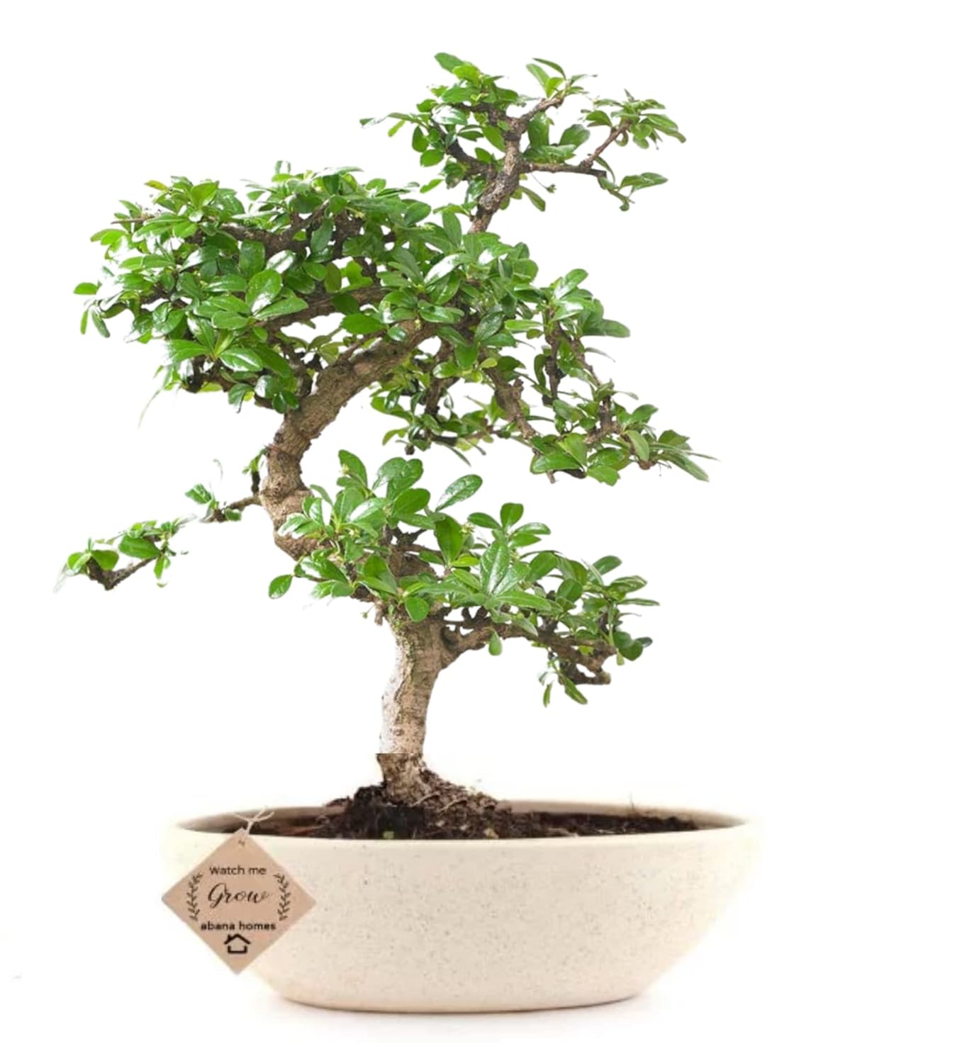 Bonsai Plant