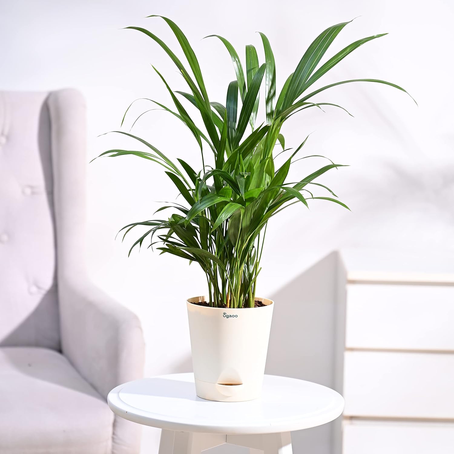 Areca Palm
