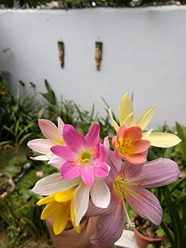 Rain Lily Bulbs Mix