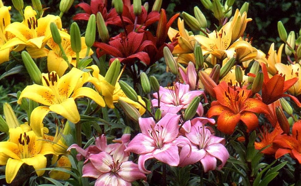 Asiatic Lily Bulbs