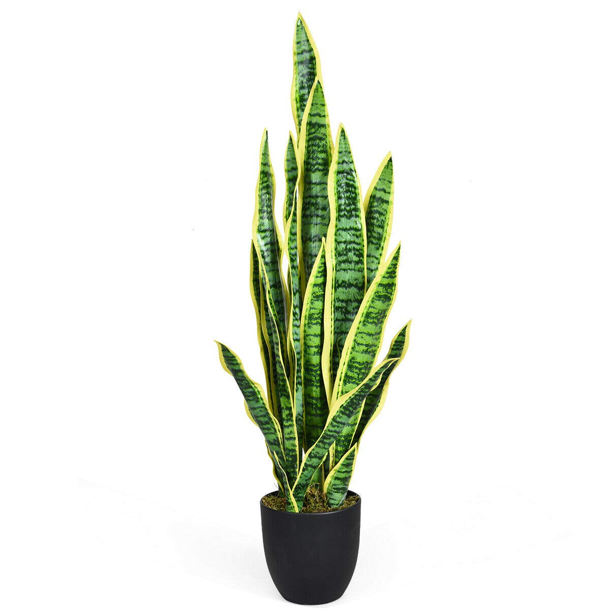Yellow Snake Plant